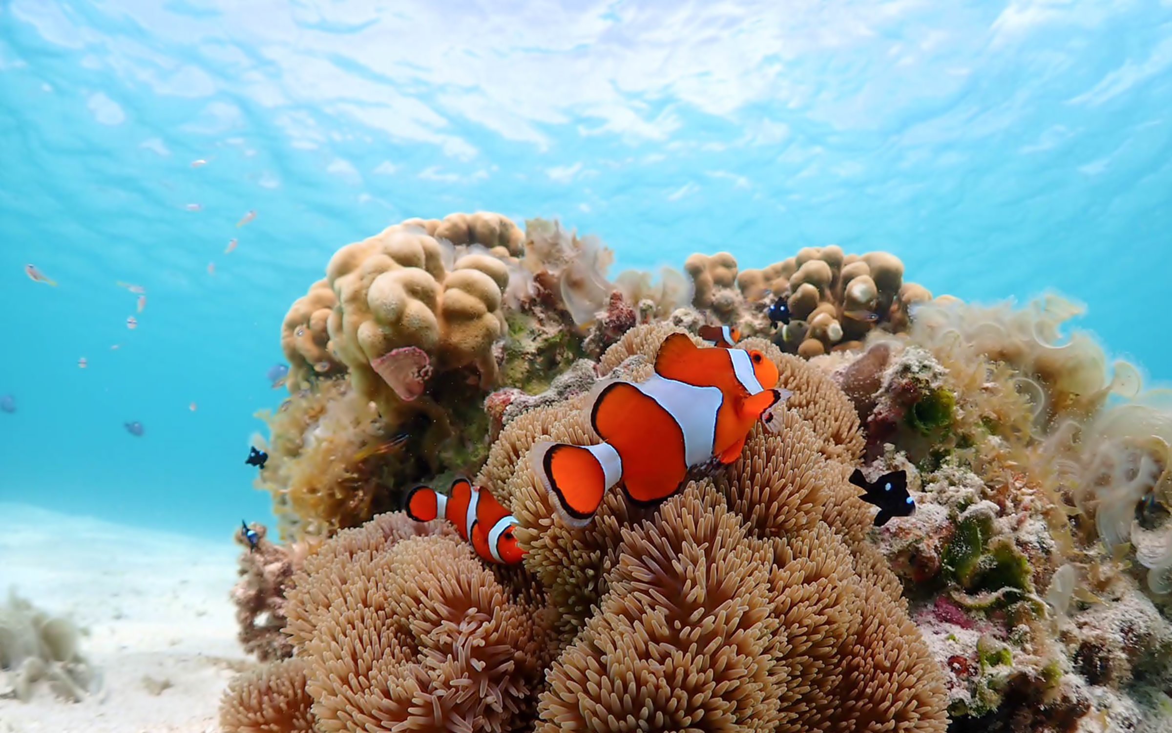 石垣島で体験ダイビング、シュノーケリング