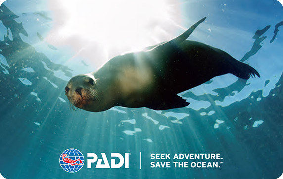 PADI アニバーサリーカード(アシカ)