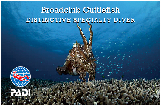 PADI Broadclub Cuttlefish ディスティンクティブ・ コブシメ・スペシャルティ・コース