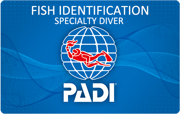 PADI AWARE 魚の見分け方・ダイバー・スペシャルティ・コース
