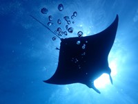 日中ファンダイビング