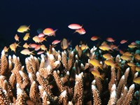 サンセットボートファンダイビング、ナイトボートファンダイビング・コース