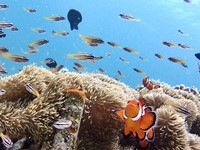 体験ダイビング