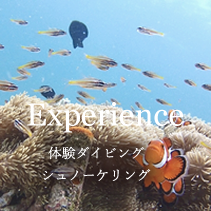 体験ダイビング・シュノーケリング