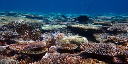 PADI AWAREサンゴ礁の保護・スペシャルティ・コース