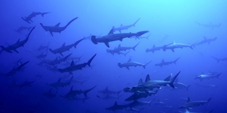 PADI AWAREサメの保護・ダイバー・スペシャルティ・コース