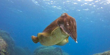 PADI Broadclub Cuttlefish ディスティンクティブ・ コブシメ・スペシャルティ・コース