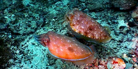 PADI Broadclub Cuttlefish ディスティンクティブ・ コブシメ・スペシャルティ・コース