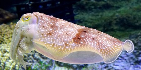 PADI Broadclub Cuttlefish ディスティンクティブ・ コブシメ・スペシャルティ・コース